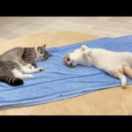 冷感シーツを敷いてみたら気持ち良すぎて猫たちが秒でこうなっちゃいました…(YouTube)