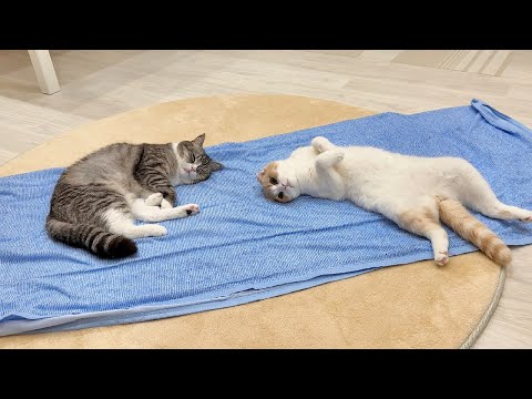 冷感シーツを敷いてみたら気持ち良すぎて猫たちが秒でこうなっちゃいました…(YouTube)