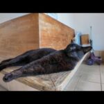 猫島のフェリー乗り場待合室はどこの島も大体猫が寝ています(YouTube)