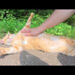 クリーム色のママ猫が甘えん坊な茶トラ息子に嫉妬して怒る(YouTube)
