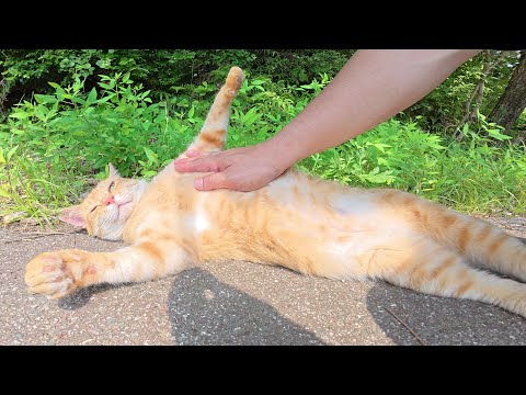 クリーム色のママ猫が甘えん坊な茶トラ息子に嫉妬して怒る(YouTube)