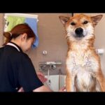 ご近所さんちの柴犬くんを洗ってみたらムキムキマッチョだった件(YouTube)
