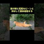 猫が脚と尻尾をピーンと伸ばして胴体着陸する #猫 #cat #ねこ(YouTube)