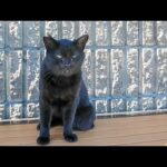 【癒し全開】海沿いのベンチで黒猫さんと過ごす最高の時間🐱💞(YouTube)
