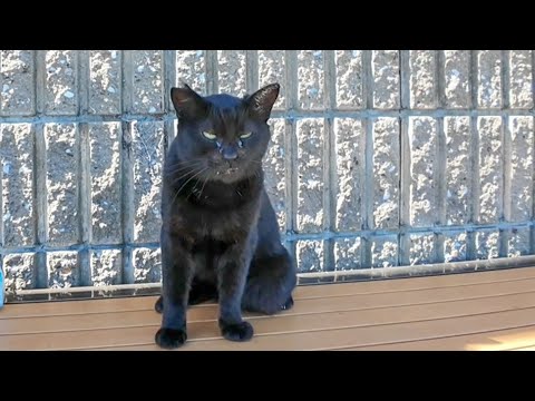 【癒し全開】海沿いのベンチで黒猫さんと過ごす最高の時間🐱💞(YouTube)