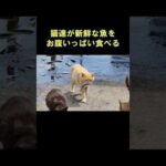 猫達が新鮮な魚をお腹いっぱい食べる #猫 #cat #ねこ(YouTube)