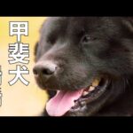 【甲斐犬】瑞稀くんの引越しライブ15時30分より配信(YouTube)
