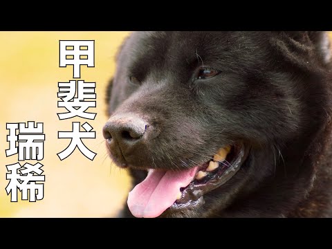 【甲斐犬】瑞稀くんの引越しライブ15時30分より配信(YouTube)