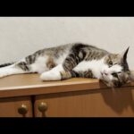 ある日突然、鳴き声が消えた猫(YouTube)