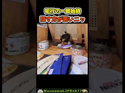 猫が犯した犯行の一部始終😂 【泥棒猫】#猫 #cat(YouTube)