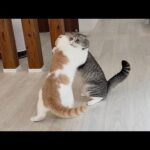 大きくなった弟と相撲取ったら兄猫がまさかのこうなっちゃいました…www(YouTube)