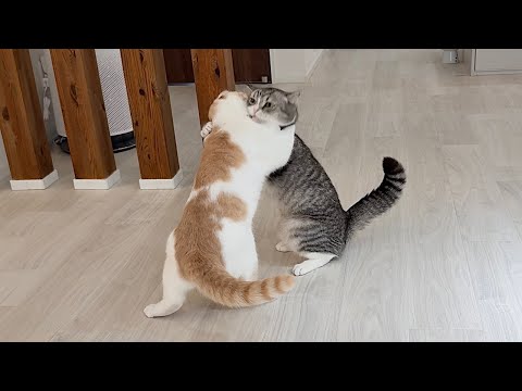 大きくなった弟と相撲取ったら兄猫がまさかのこうなっちゃいました…www(YouTube)