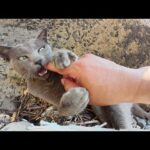 テトラポットの隙間で涼む猫達を撮影していたらマイクを奪われた(YouTube)