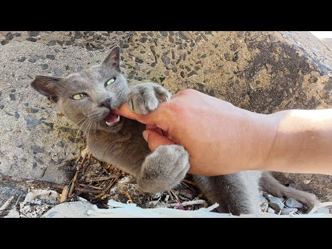 テトラポットの隙間で涼む猫達を撮影していたらマイクを奪われた(YouTube)