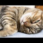休憩中の飼い主の横で無防備すぎる猫たちに癒されました(YouTube)