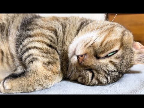 休憩中の飼い主の横で無防備すぎる猫たちに癒されました(YouTube)