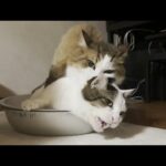 「そんな日もあるよ」と労いの言葉をかけてあげたくなる猫(YouTube)