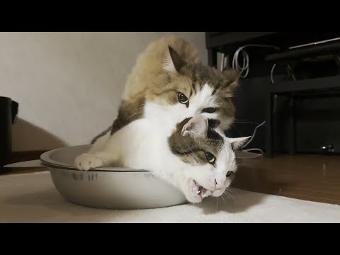 「そんな日もあるよ」と労いの言葉をかけてあげたくなる猫(YouTube)