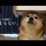 柴犬の特等席はママの足⁉︎この頑固な愛情表現がたまらなすぎる♡(YouTube)