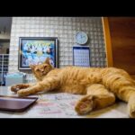 【猫ホテル】深夜のロビーが猫だらけ!? そこら中でゴロ寝する姿が尊すぎた件🐾💤(YouTube)