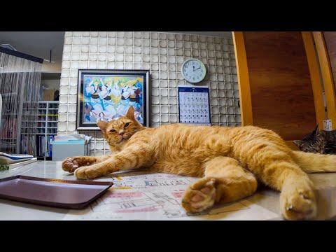 【猫ホテル】深夜のロビーが猫だらけ!? そこら中でゴロ寝する姿が尊すぎた件🐾💤(YouTube)