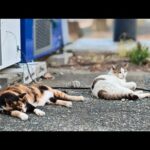 感動猫動画 のライブ配信(YouTube)
