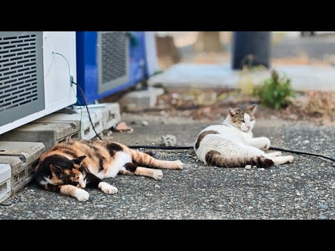 感動猫動画 のライブ配信(YouTube)
