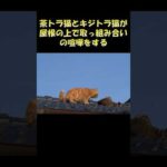 茶トラ猫とキジトラ猫が屋根の上で取っ組み合いの喧嘩をする #猫 #ねこ #cat(YouTube)