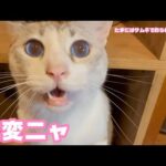 2025 07 12 1  大変ニャ  何が？(YouTube)