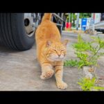 【暑さ対策!?】漁港の猫ちゃん、トラックの下でひんやりお昼寝中🐾☀️（POCO F7撮影）(YouTube)