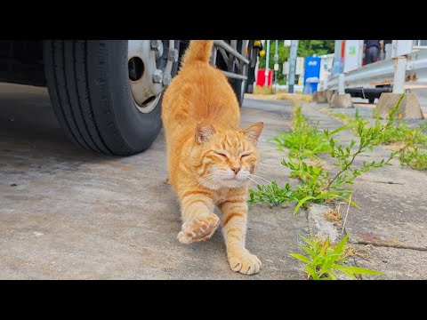 【暑さ対策!?】漁港の猫ちゃん、トラックの下でひんやりお昼寝中🐾☀️（POCO F7撮影）(YouTube)