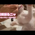目薬も頑張ってるニャ  泥の中からレスキューされたモグ   2025 07 01 1(YouTube)