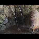 カピバラの水風呂　capybara bath(YouTube)