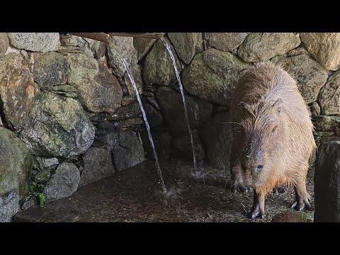 カピバラの水風呂　capybara bath(YouTube)