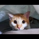 【猫旅館】猫が布団を温めてくれる!? 癒しの神サービスが始まりました😻✨(YouTube)
