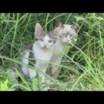 可愛らしい子猫としっかり者の母猫が草むらから出てきた！(YouTube)