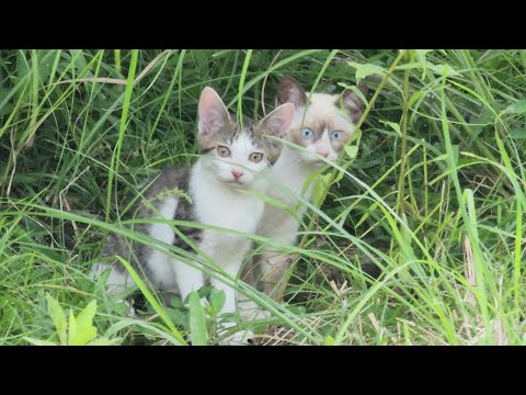 可愛らしい子猫としっかり者の母猫が草むらから出てきた！(YouTube)