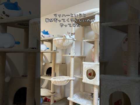 マッハーと言うと猫が寄ってくるらしい… #shorts(YouTube)