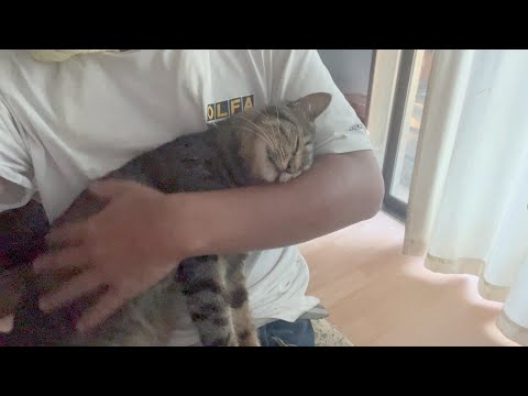 子猫がいなくなって甘えん坊に戻ってしまった猫(YouTube)