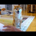 エアコン故障で大ピンチ！柴犬を守るため必死にもがいた結果が、これ。(YouTube)