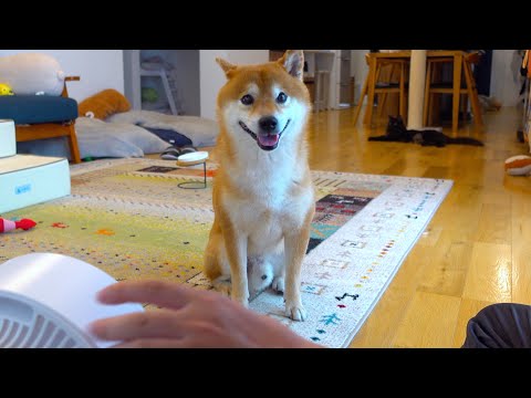 エアコン故障で大ピンチ！柴犬を守るため必死にもがいた結果が、これ。(YouTube)