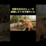 攻撃力ゼロのシャーで威嚇してくる子猫ちゃん #猫 #ねこ #cat(YouTube)