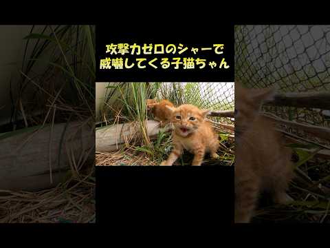 攻撃力ゼロのシャーで威嚇してくる子猫ちゃん #猫 #ねこ #cat(YouTube)