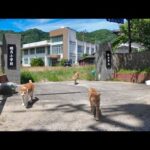 【茶トラ猫小学校】下校風景です。放課後は校門前の道でダラダラ寝転びます(YouTube)