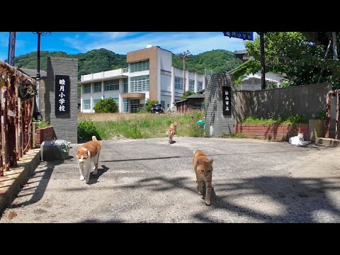 【茶トラ猫小学校】下校風景です。放課後は校門前の道でダラダラ寝転びます(YouTube)
