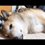 柴犬にマッサージをしていたらジト目で見てる猫がいました(YouTube)