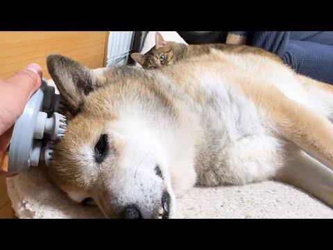 柴犬にマッサージをしていたらジト目で見てる猫がいました(YouTube)