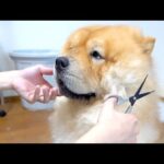 おとなしくヘアカットされるチャウチャウ犬(YouTube)
