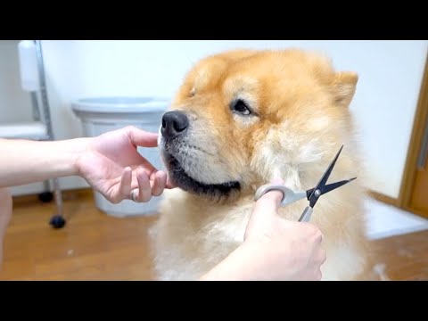 おとなしくヘアカットされるチャウチャウ犬(YouTube)
