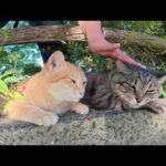 太ったキジトラ猫と美猫の茶トラ猫のカップルが仲良く夕日を眺める(YouTube)